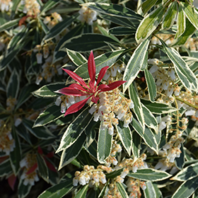 Plant Photo 9