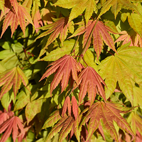 Plant Photo 7