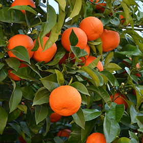 Plant Photo 8
