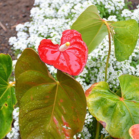 Plant Photo 9