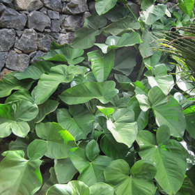 Plant Photo 4