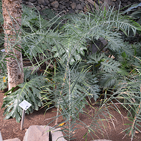 Plant Photo 1