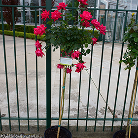Plant Photo 5