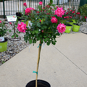 Plant Photo 6