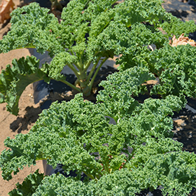 Plant Photo 6
