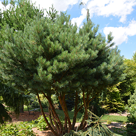 Plant Photo 9