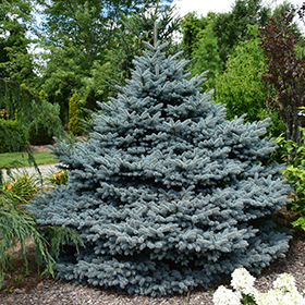 Montgomery Blue Spruce (Picea pungens 'Montgomery') in Winchester