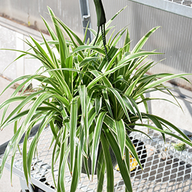 Plant Photo 4