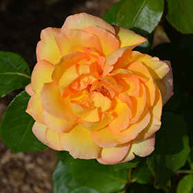 Plant Photo 5
