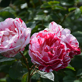 Plant Photo 3