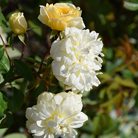 Plant Photo 5
