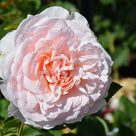 Plant Photo 9