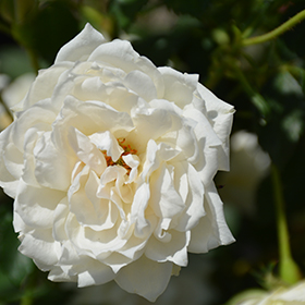Plant Photo 4