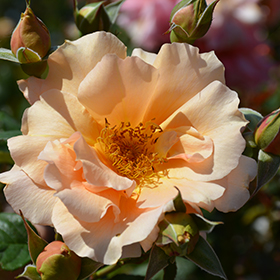 Plant Photo 7