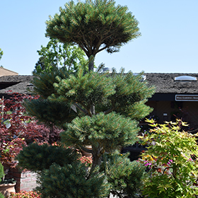Plant Photo 5