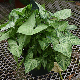 Plant Photo 5