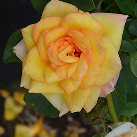Plant Photo 7