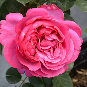 Plant Photo 3