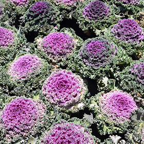 Plant Photo 1