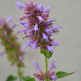 Plant Photo 5