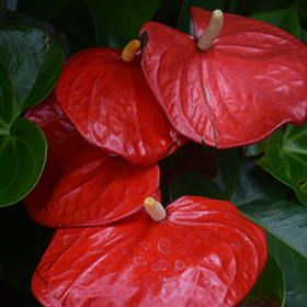 Plant Photo 5
