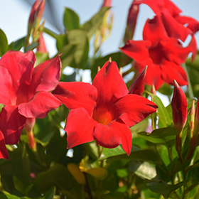 Plant Photo 5