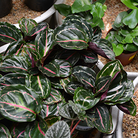Plant Photo 1