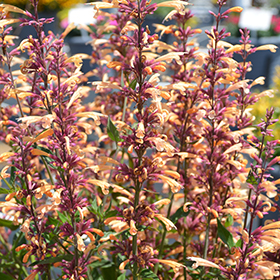Plant Photo 8