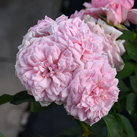 Plant Photo 8