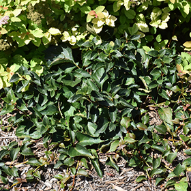 Plant Photo 1