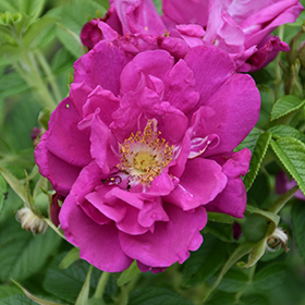 Plant Photo 1