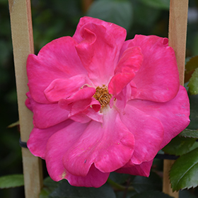 Plant Photo 4
