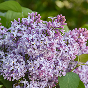 Plant Photo 6