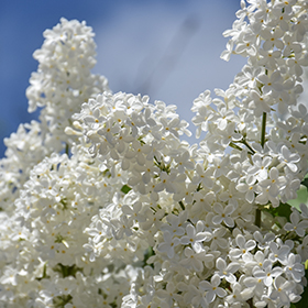 Plant Photo 7