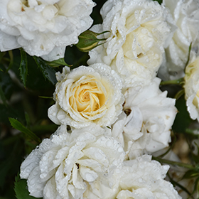 Plant Photo 6