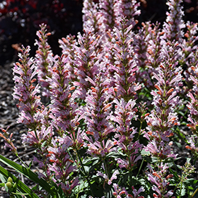 Plant Photo 7