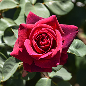 Plant Photo 4