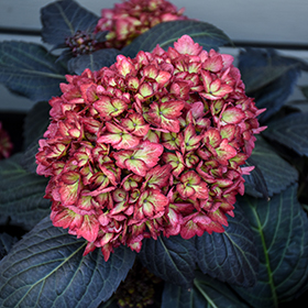 Plant Photo 1