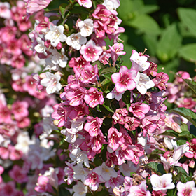 Plant Photo 7