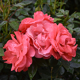 Plant Photo 1