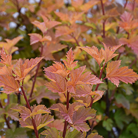Plant Photo 7