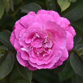 Plant Photo 6