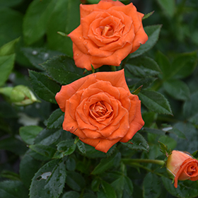 Plant Photo 3