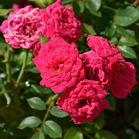 Plant Photo 3