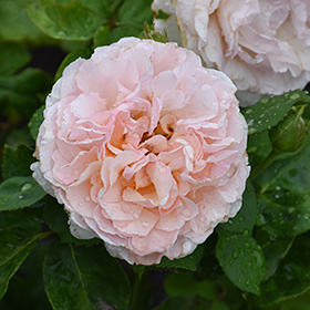 Plant Photo 1