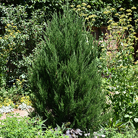 Plant Photo 2